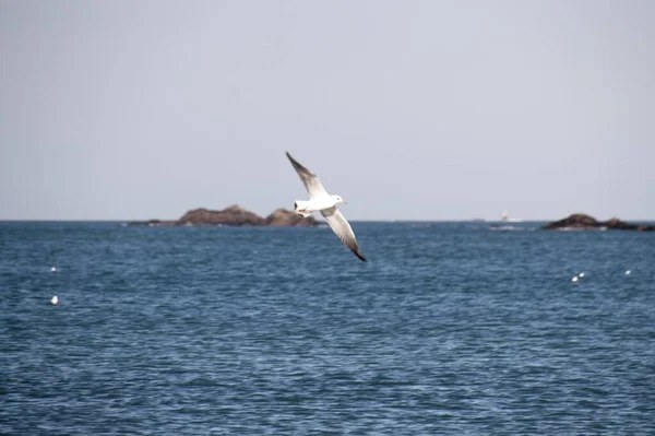 Mouette Volant Dans Ciel — Photo