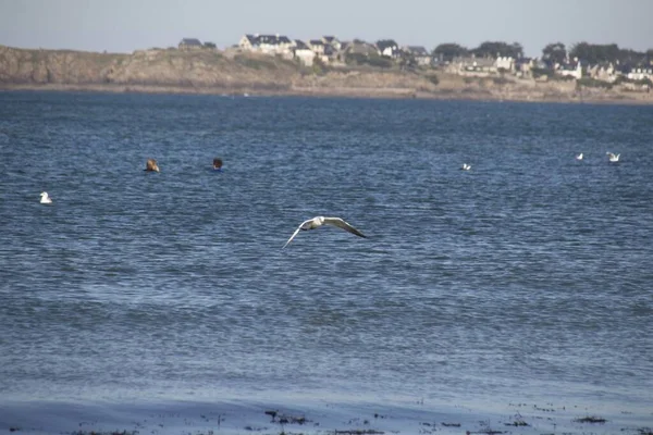 Seagull Flying Sky — Stock Photo, Image