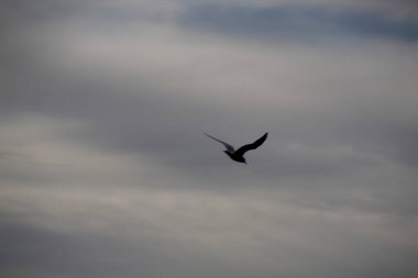 Kuş gökyüzünde uçuyor.