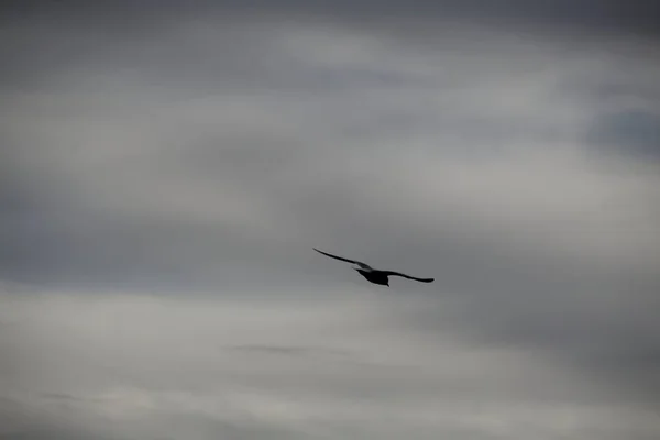 Pássaro Voando Céu — Fotografia de Stock