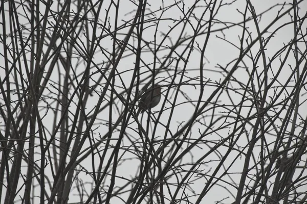 Vogel Auf Einem Ast — Stockfoto