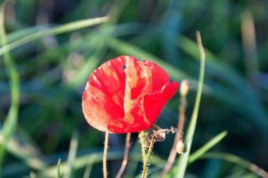 kırmızı haşhaş çimlerde