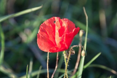 kırmızı haşhaş çimlerde