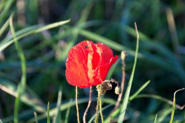 kırmızı haşhaş çimlerde