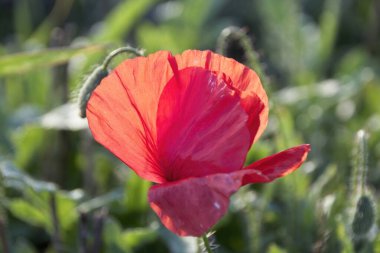 kırmızı haşhaş çimlerde