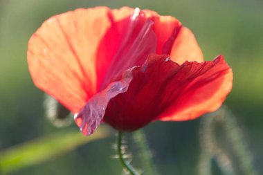 kırmızı haşhaş çimlerde