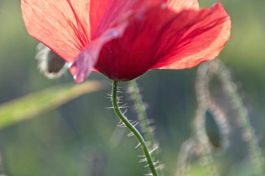 kırmızı haşhaş çimlerde