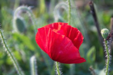 kırmızı haşhaş çimlerde