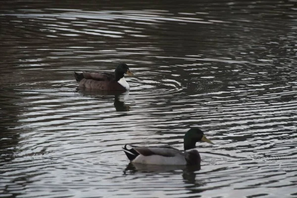 Enten Auf Dem See — Stockfoto