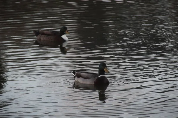 Canards Sur Lac — Photo