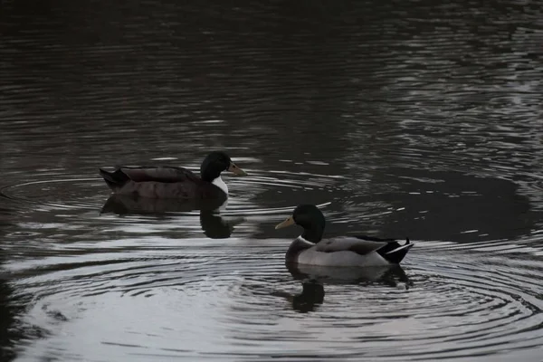 Enten Auf Dem See — Stockfoto