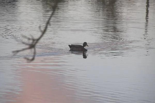 Enten Auf Dem See — Stockfoto