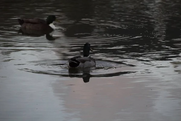 Enten Auf Dem See — Stockfoto