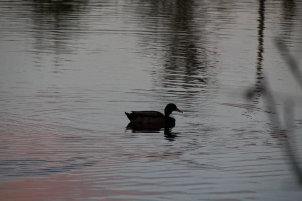 Patos Lago — Fotografia de Stock