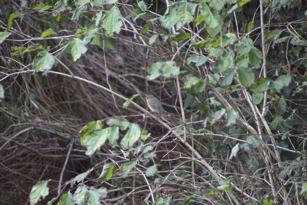 森林里的小鸟 — 图库照片
