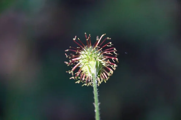 Thistle Yakın Çekim — Stok fotoğraf