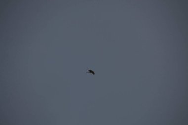 Kuşlar gökyüzünde uçuyor