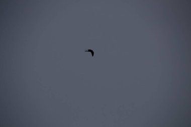 Kuşlar gökyüzünde uçuyor