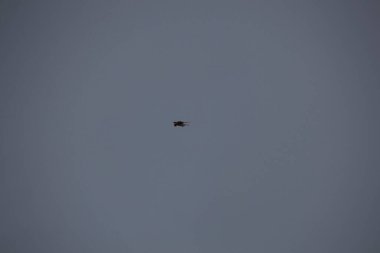 Kuşlar gökyüzünde uçuyor