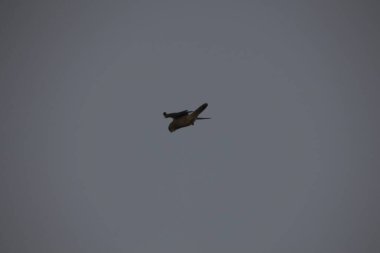 Kuşlar gökyüzünde uçuyor