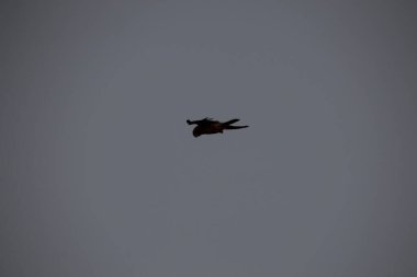 Kuşlar gökyüzünde uçuyor