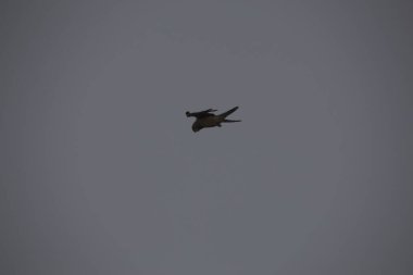 Kuşlar gökyüzünde uçuyor