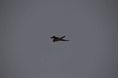 Kuşlar gökyüzünde uçuyor