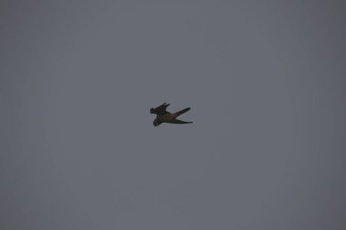 Kuşlar gökyüzünde uçuyor