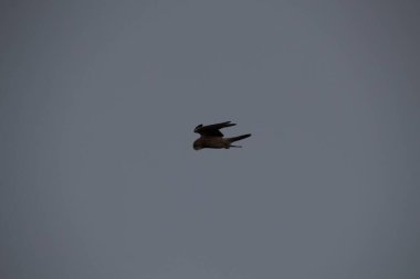 Kuşlar gökyüzünde uçuyor