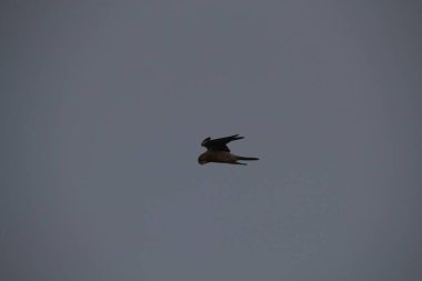 Kuşlar gökyüzünde uçuyor