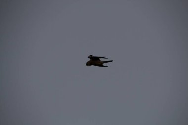 Kuşlar gökyüzünde uçuyor