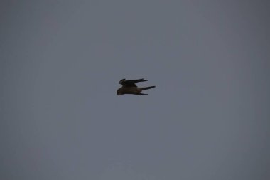 Kuşlar gökyüzünde uçuyor