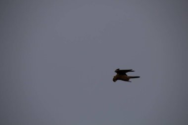 Kuşlar gökyüzünde uçuyor