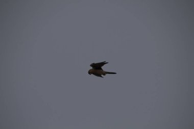 Kuşlar gökyüzünde uçuyor