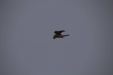 Kuşlar gökyüzünde uçuyor