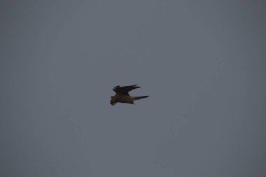 Kuşlar gökyüzünde uçuyor