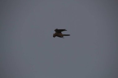 Kuşlar gökyüzünde uçuyor