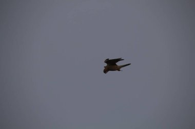 Kuşlar gökyüzünde uçuyor