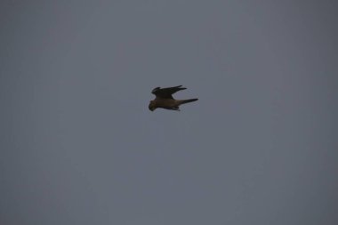 Kuşlar gökyüzünde uçuyor