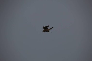 Kuşlar gökyüzünde uçuyor