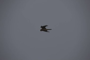 Kuşlar gökyüzünde uçuyor