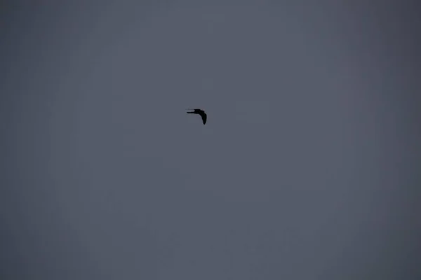 Oiseaux Volant Dans Ciel — Photo