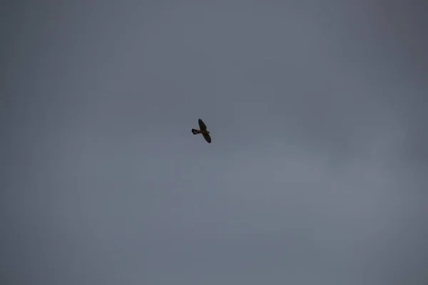 Aves Volando Cielo — Foto de Stock