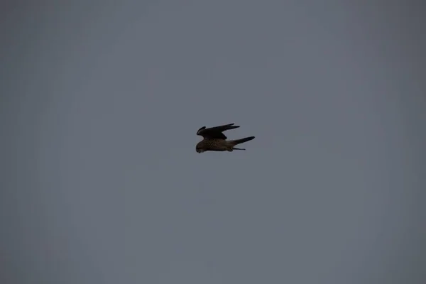 Aves Volando Cielo — Foto de Stock