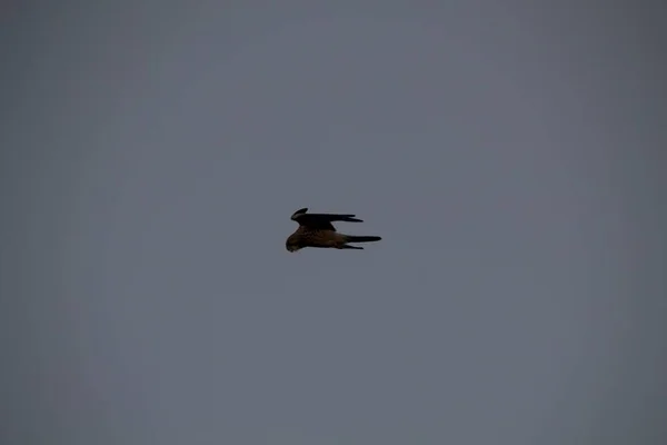 Vogels Die Lucht Vliegen — Stockfoto