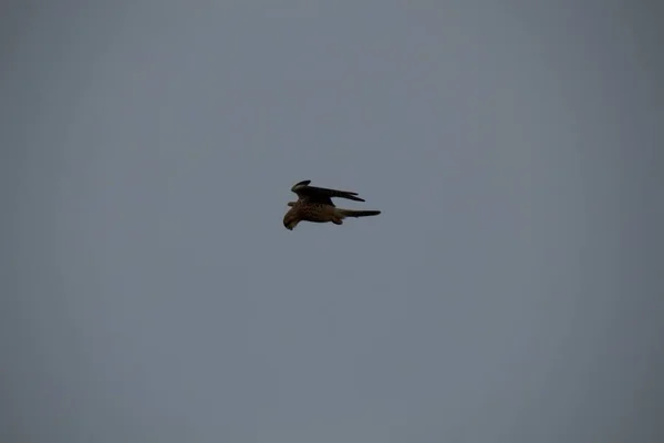 Oiseaux Volant Dans Ciel — Photo