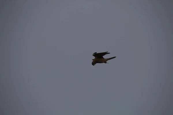 Aves Volando Cielo — Foto de Stock