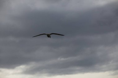 Gökyüzünde martı