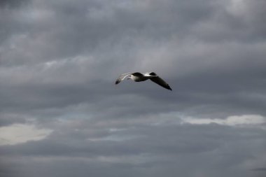 Gökyüzünde martı