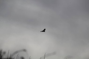 Gökyüzünde martı